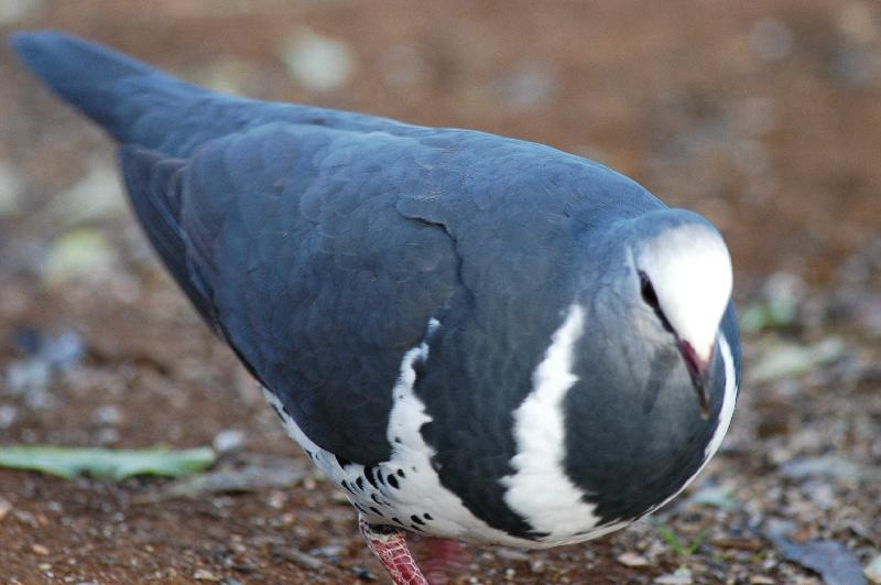 Wonga_Pigeon__Leucosarcia_melanoleuca__005.jpg