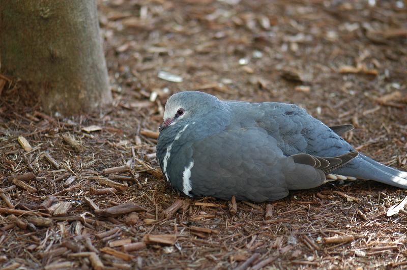 Wonga_Pigeon__Leucosarcia_melanoleuca__006.jpg