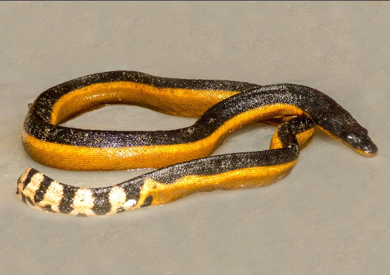 Yellow-Bellied_Sea_Snake__Pelamis_platurus__001.jpg