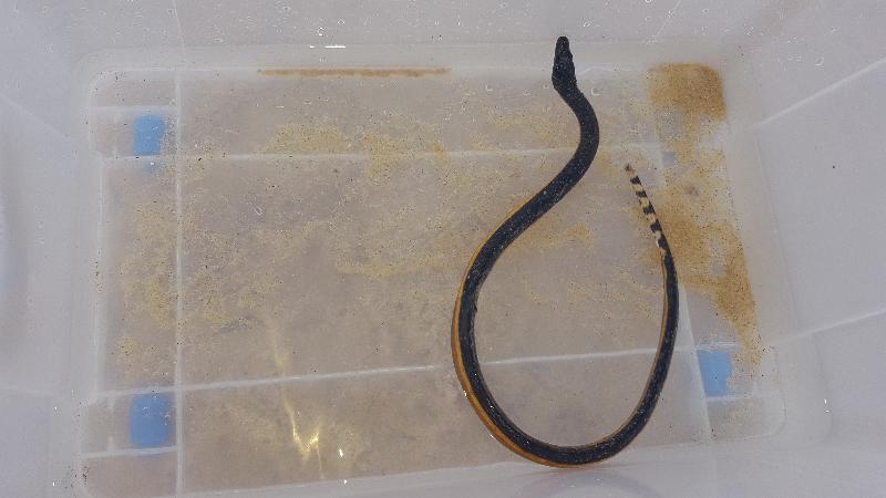 Yellow-Bellied_Sea_Snake__Pelamis_platurus__002.jpg