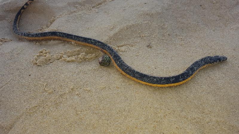 Yellow-Bellied_Sea_Snake__Pelamis_platurus__003.jpg