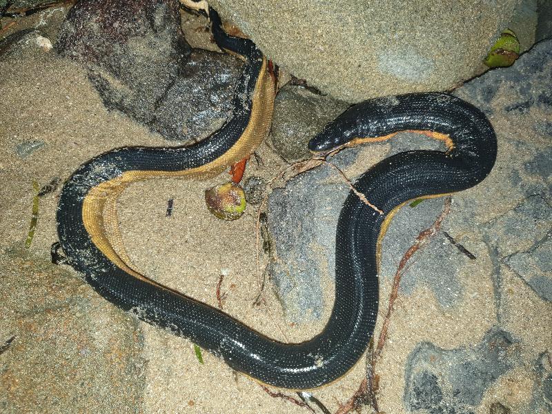 Yellow-Bellied_Sea_Snake__Pelamis_platurus__004.jpg