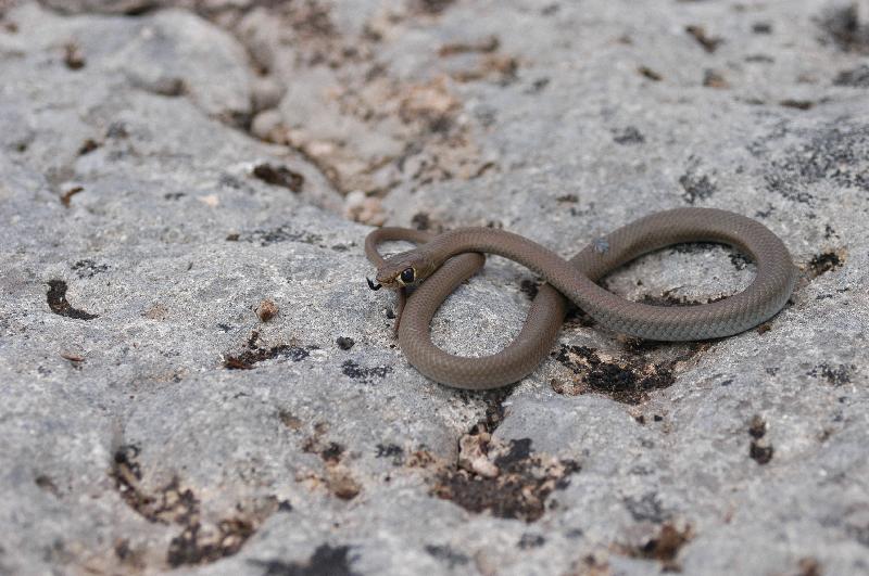 Yellow-Faced_Whipsnake__Demansia_psammophis__003.jpg