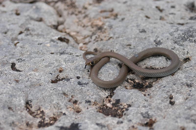 Yellow-Faced_Whipsnake__Demansia_psammophis__004.jpg