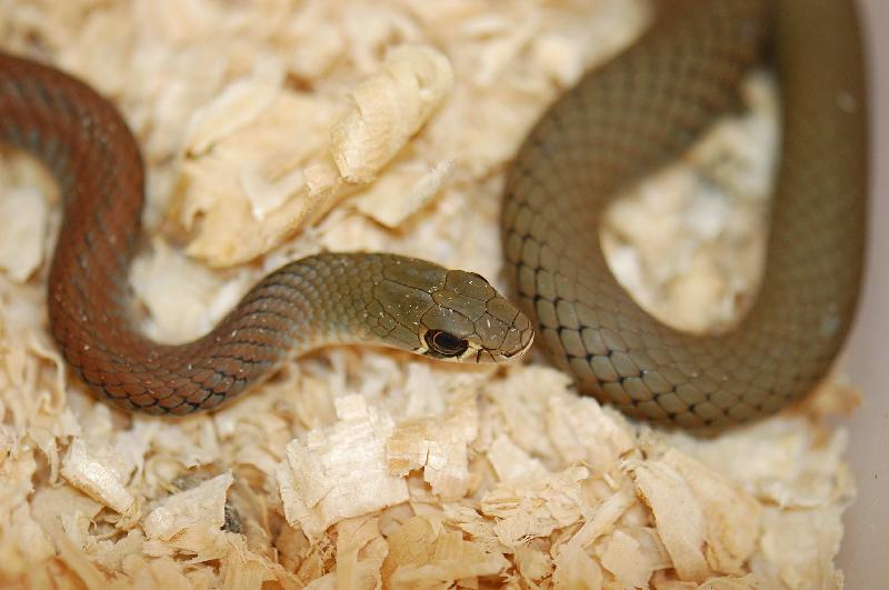 Yellow-Faced_Whipsnake__Demansia_psammophis__005.jpg