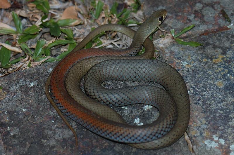 Yellow-Faced_Whipsnake__Demansia_psammophis__006.jpg