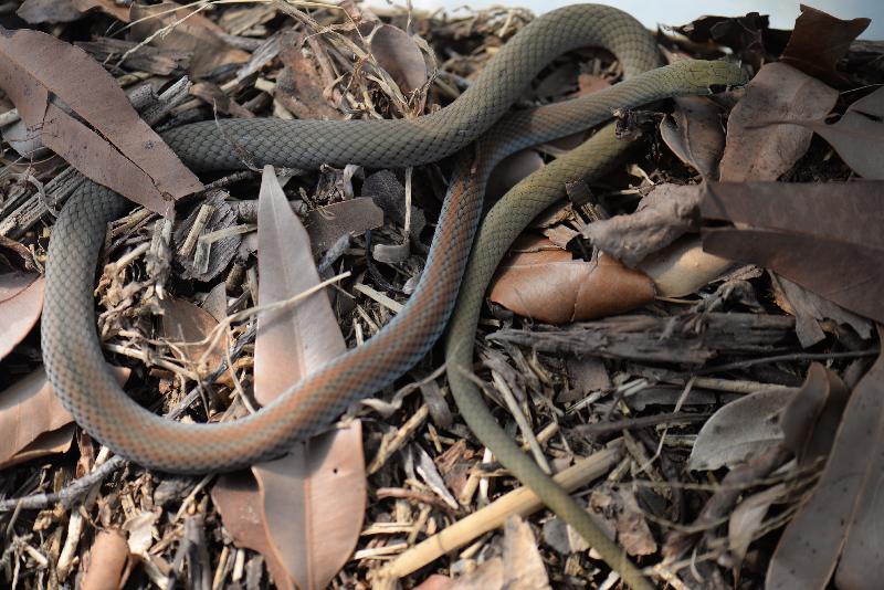 Yellow-Faced_Whipsnake__Demansia_psammophis__007.jpg