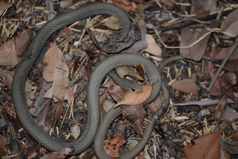 Yellow-Faced_Whipsnake__Demansia_psammophis__009.jpg