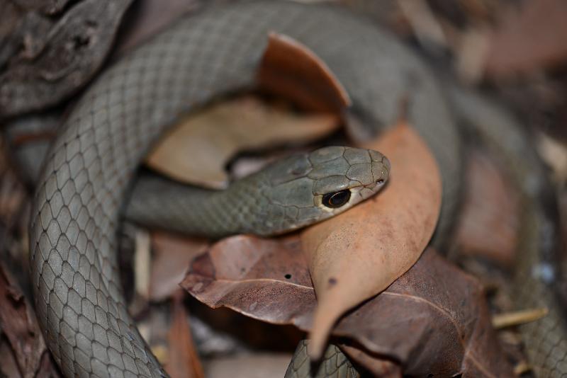 Yellow-Faced_Whipsnake__Demansia_psammophis__010.jpg