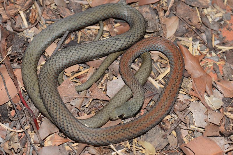 Yellow-Faced_Whipsnake__Demansia_psammophis__011.jpg