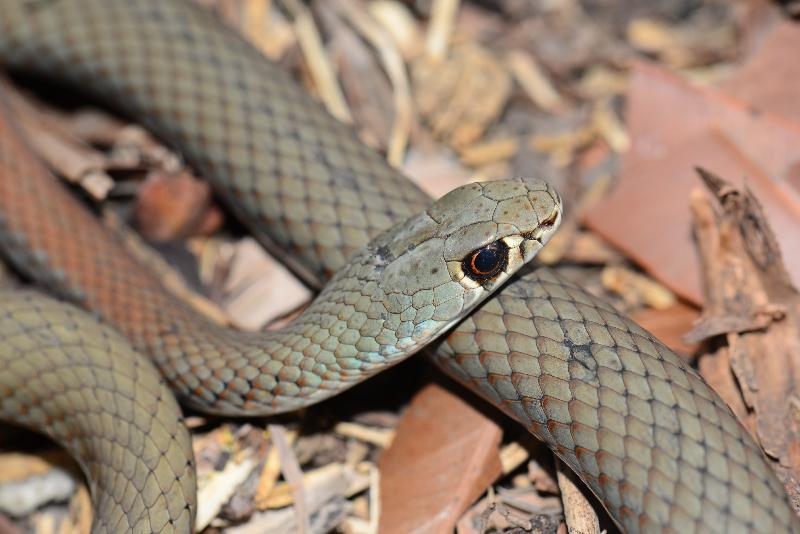 Yellow-Faced_Whipsnake__Demansia_psammophis__012.jpg