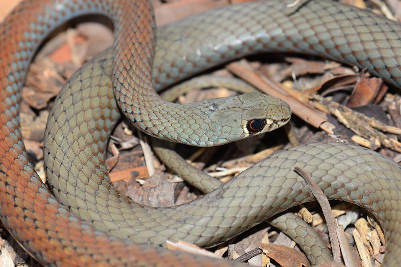 Yellow-Faced_Whipsnake__Demansia_psammophis__013.jpg