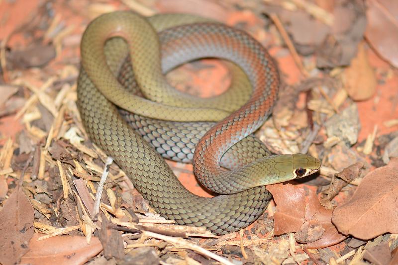 Yellow-Faced_Whipsnake__Demansia_psammophis__015.jpg