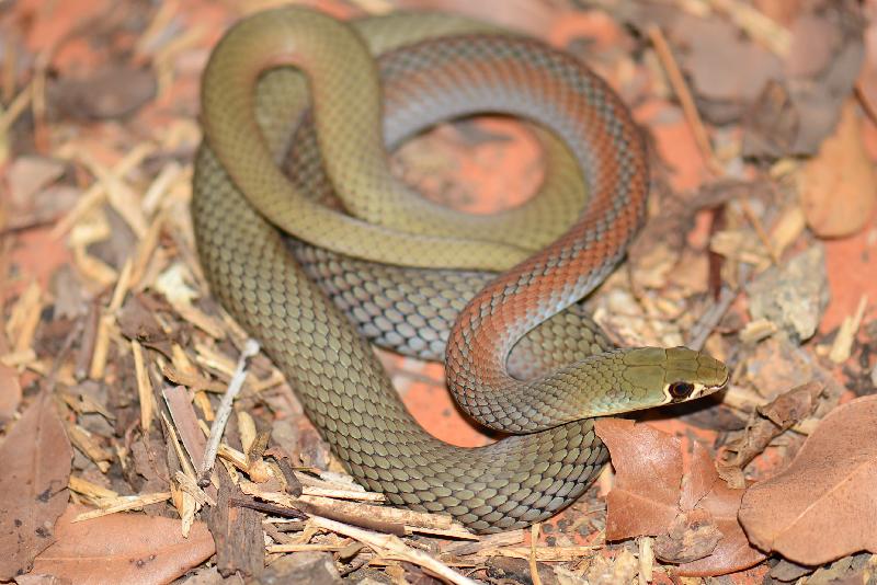 Yellow-Faced_Whipsnake__Demansia_psammophis__016.jpg