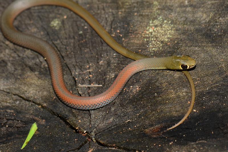 Yellow-Faced_Whipsnake__Demansia_psammophis__017.jpg