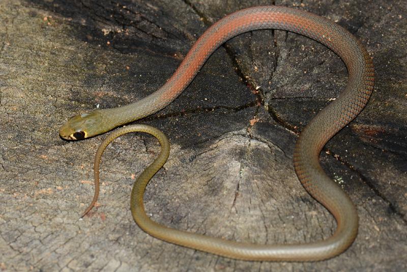 Yellow-Faced_Whipsnake__Demansia_psammophis__018.jpg