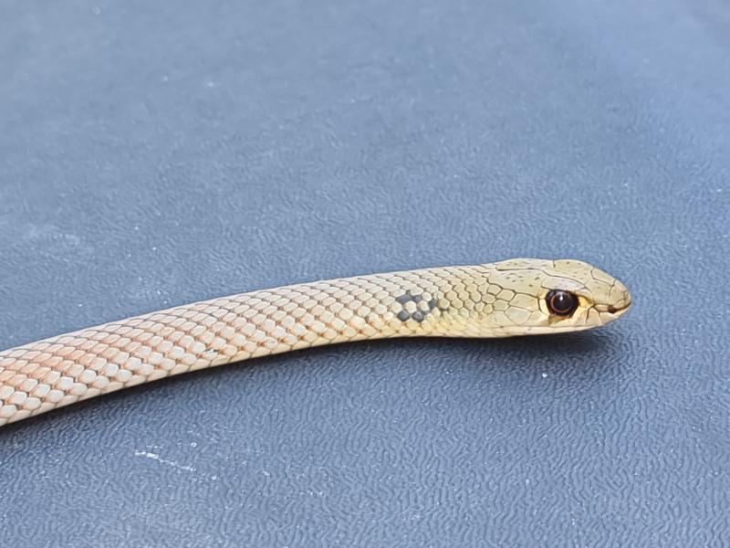 Yellow-Faced_Whipsnake__Demansia_psammophis__034.jpg