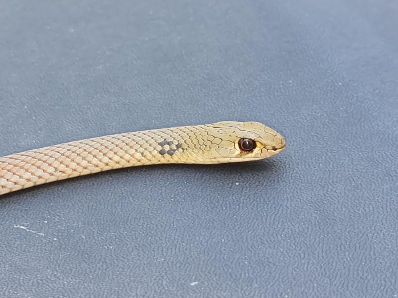 Yellow-Faced_Whipsnake__Demansia_psammophis__035.jpg