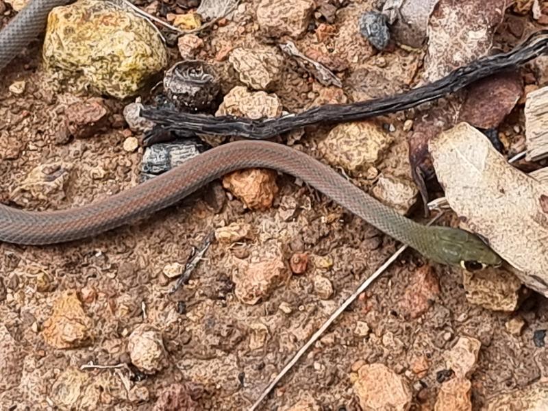 Yellow-Faced_Whipsnake__Demansia_psammophis__038.jpg