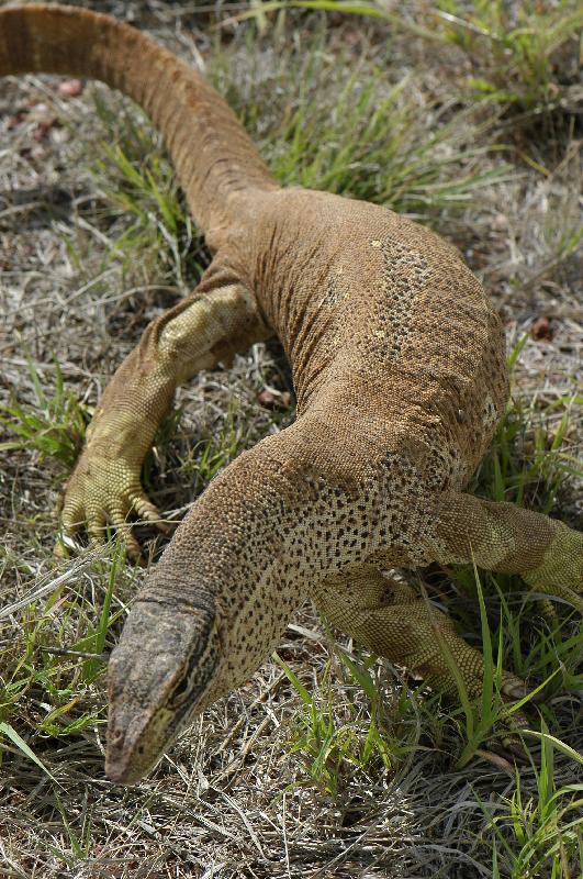 Yellow-Spotted_Monitor__Varanus_panoptes__003.jpg