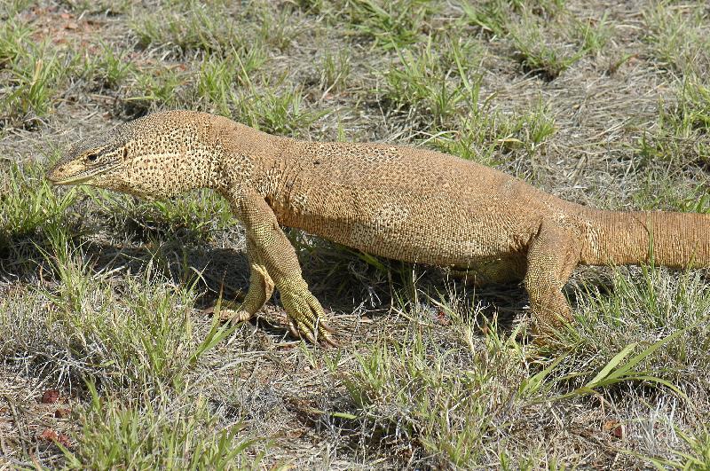 Yellow-Spotted_Monitor__Varanus_panoptes__007.jpg