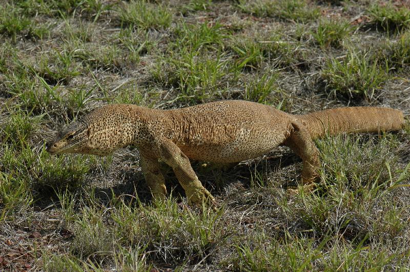 Yellow-Spotted_Monitor__Varanus_panoptes__008.jpg