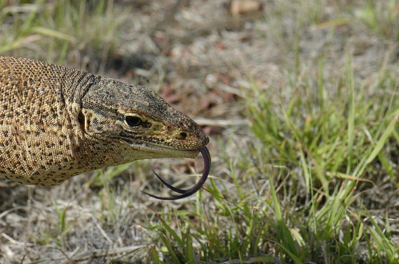 Yellow-Spotted_Monitor__Varanus_panoptes__009.jpg