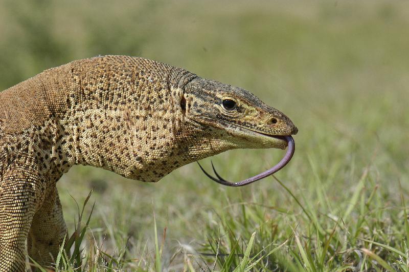 Yellow-Spotted_Monitor__Varanus_panoptes__011.jpg