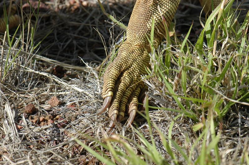 Yellow-Spotted_Monitor__Varanus_panoptes__012.jpg