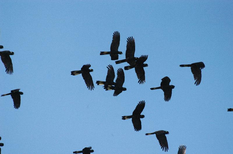 Yellow-tailed_Black-Cockatoo__Calyptorhynchus_funereus__001.jpg