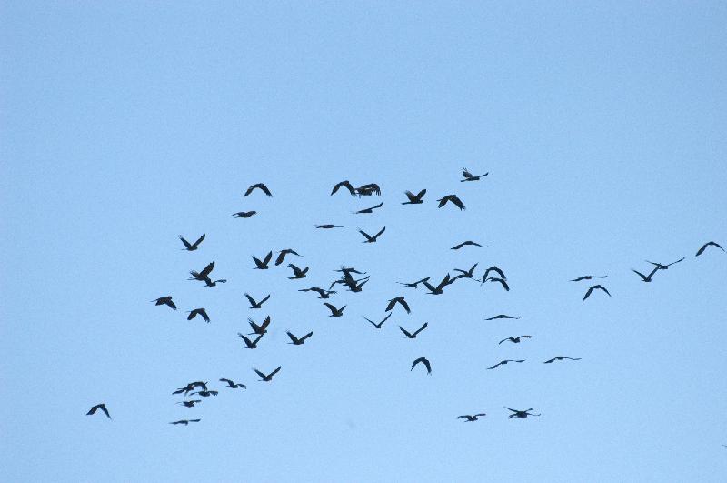 Yellow-tailed_Black-Cockatoo__Calyptorhynchus_funereus__002.jpg