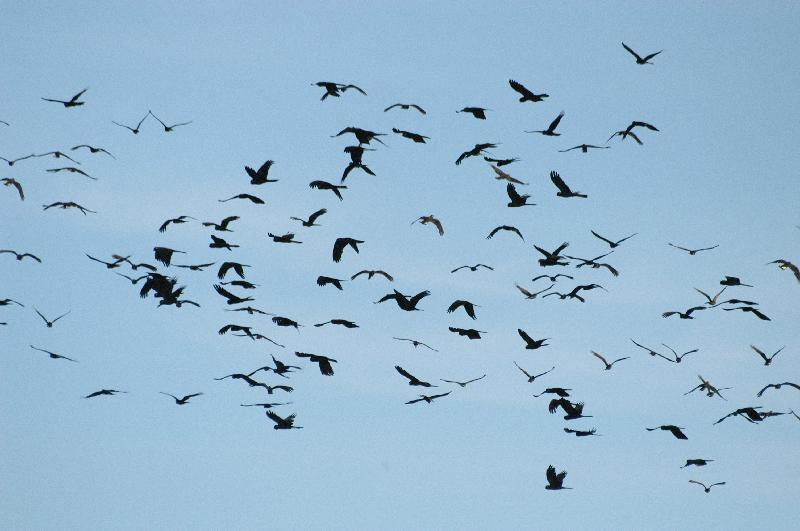 Yellow-tailed_Black-Cockatoo__Calyptorhynchus_funereus__003.jpg