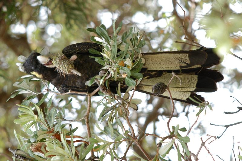 Yellow-tailed_Black-Cockatoo__Calyptorhynchus_funereus__004.jpg