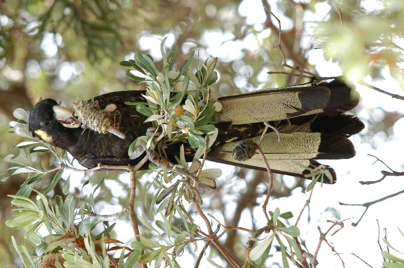 Yellow-tailed_Black-Cockatoo__Calyptorhynchus_funereus__005.jpg