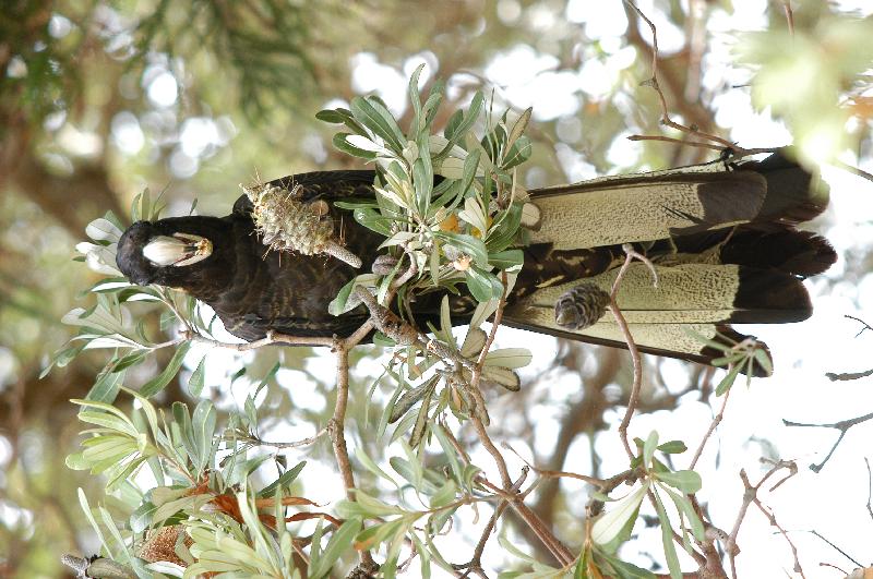 Yellow-tailed_Black-Cockatoo__Calyptorhynchus_funereus__006.jpg