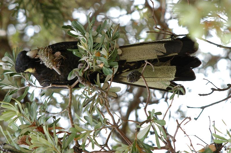 Yellow-tailed_Black-Cockatoo__Calyptorhynchus_funereus__008.jpg