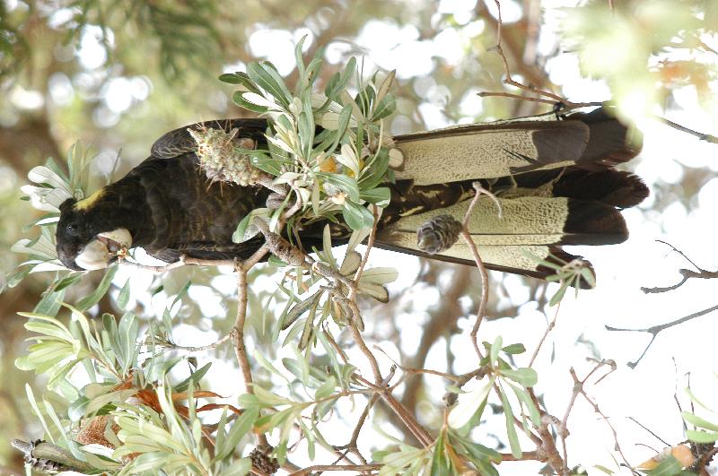 Yellow-tailed_Black-Cockatoo__Calyptorhynchus_funereus__009.jpg