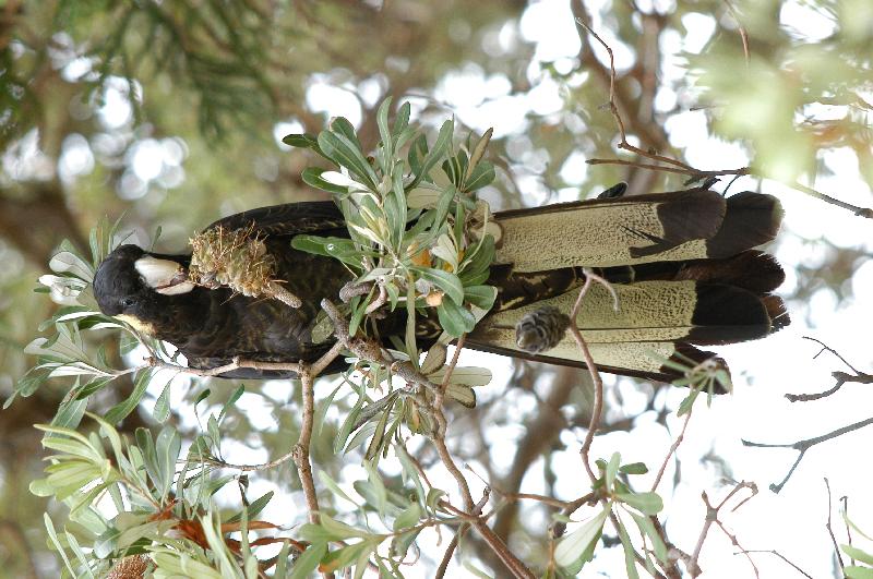 Yellow-tailed_Black-Cockatoo__Calyptorhynchus_funereus__010.jpg