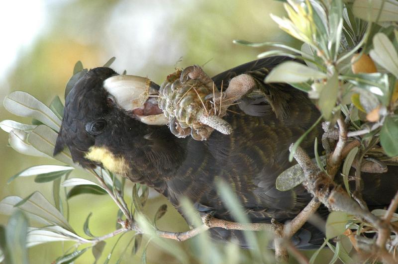 Yellow-tailed_Black-Cockatoo__Calyptorhynchus_funereus__012.jpg