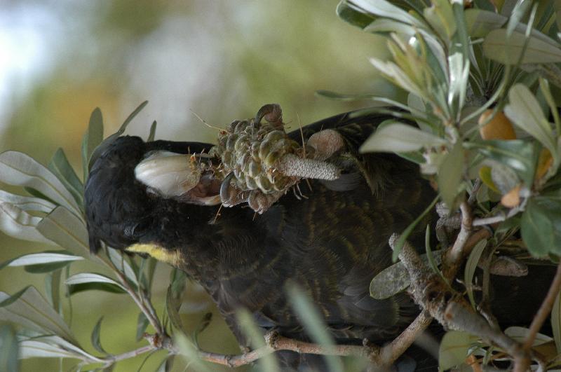 Yellow-tailed_Black-Cockatoo__Calyptorhynchus_funereus__013.jpg