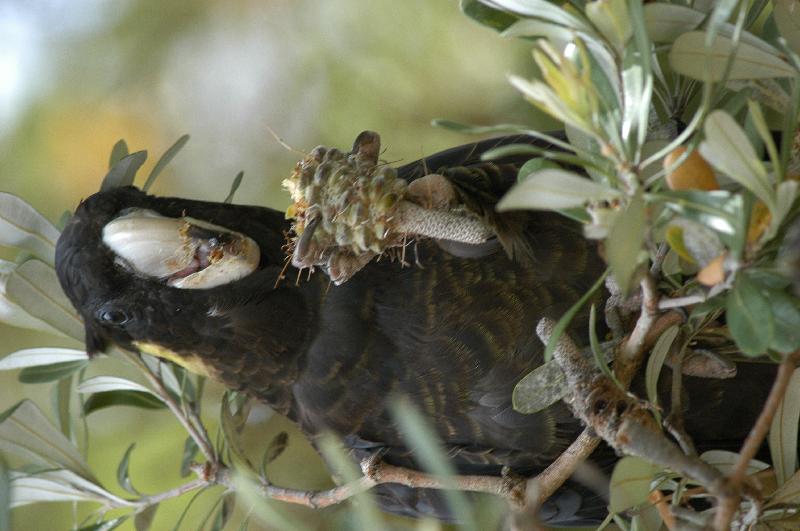 Yellow-tailed_Black-Cockatoo__Calyptorhynchus_funereus__014.jpg