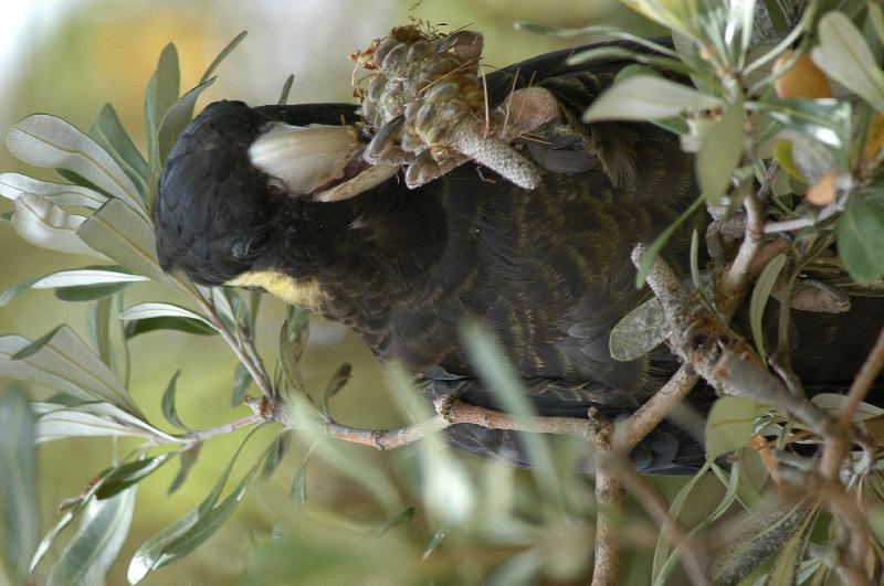 Yellow-tailed_Black-Cockatoo__Calyptorhynchus_funereus__015.jpg