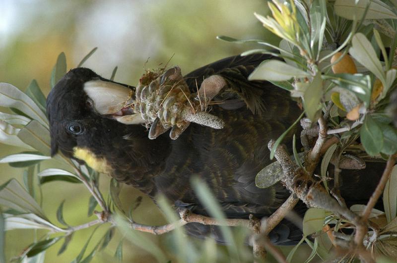 Yellow-tailed_Black-Cockatoo__Calyptorhynchus_funereus__016.jpg