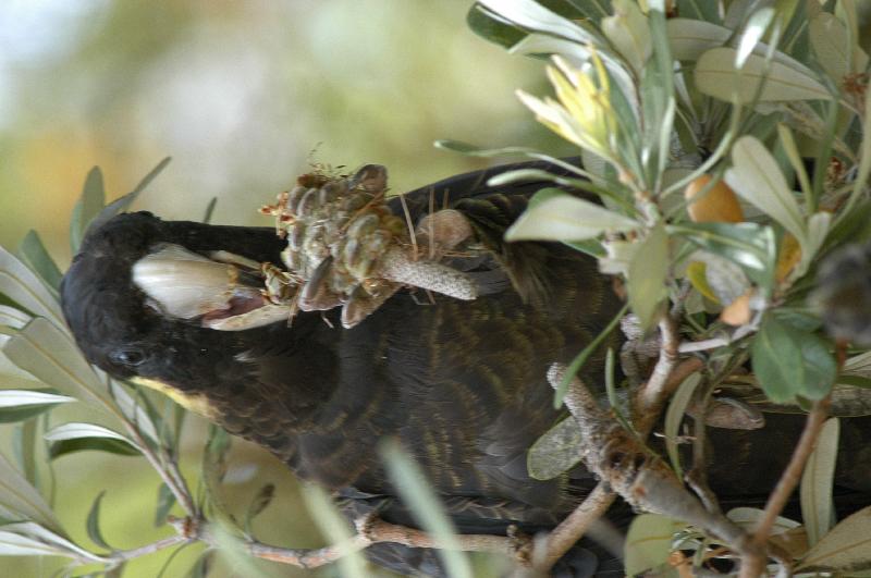 Yellow-tailed_Black-Cockatoo__Calyptorhynchus_funereus__017.jpg