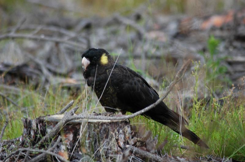 Yellow-tailed_Black-Cockatoo__Calyptorhynchus_funereus__019.jpg