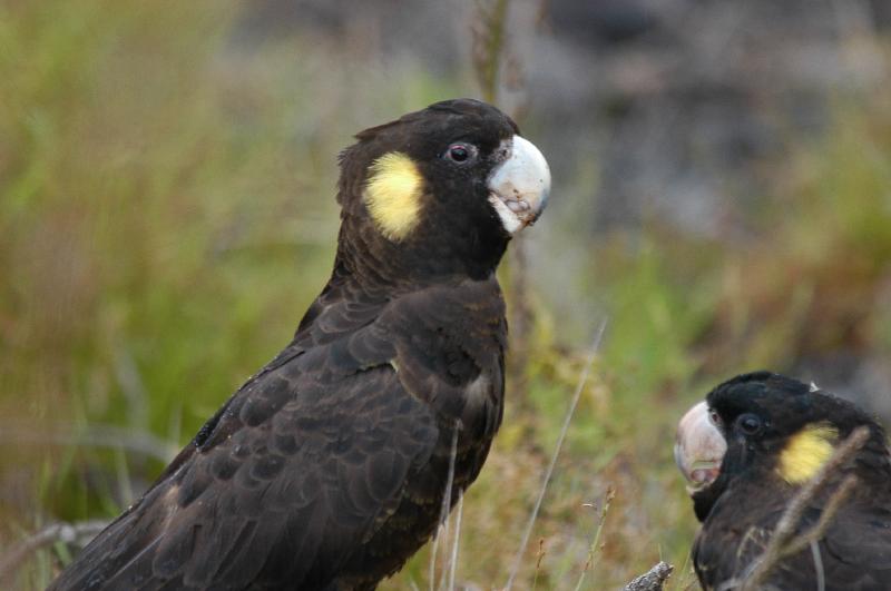 Yellow-tailed_Black-Cockatoo__Calyptorhynchus_funereus__021.jpg