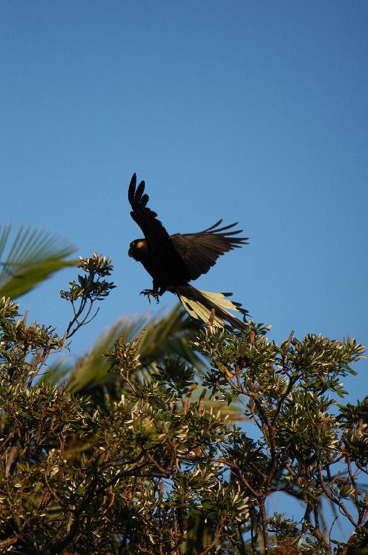 Yellow-tailed_Black-Cockatoo__Calyptorhynchus_funereus__024.jpg