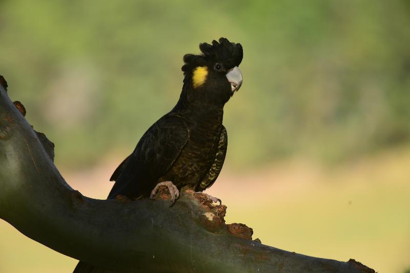 Yellow-tailed_Black-Cockatoo__Calyptorhynchus_funereus__037.jpg