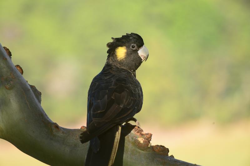 Yellow-tailed_Black-Cockatoo__Calyptorhynchus_funereus__041.jpg