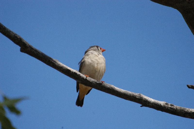 Zebra_Finch__Taeniopygia_guttata__001.jpg